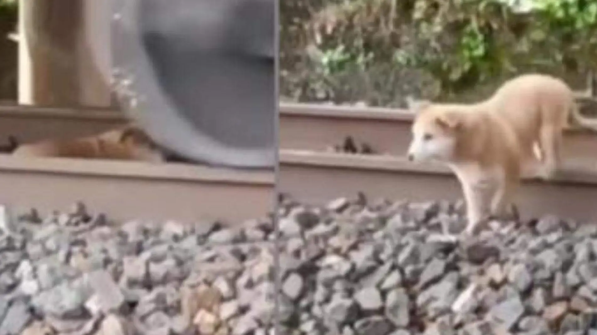 Un perro que dormía en las vías sale ileso tras pasar un tren por encima